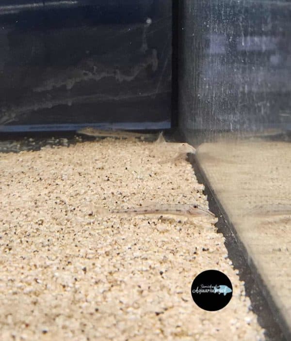 Acantopsis dialuzona – Paardenkopzandhapper - Afbeelding 2