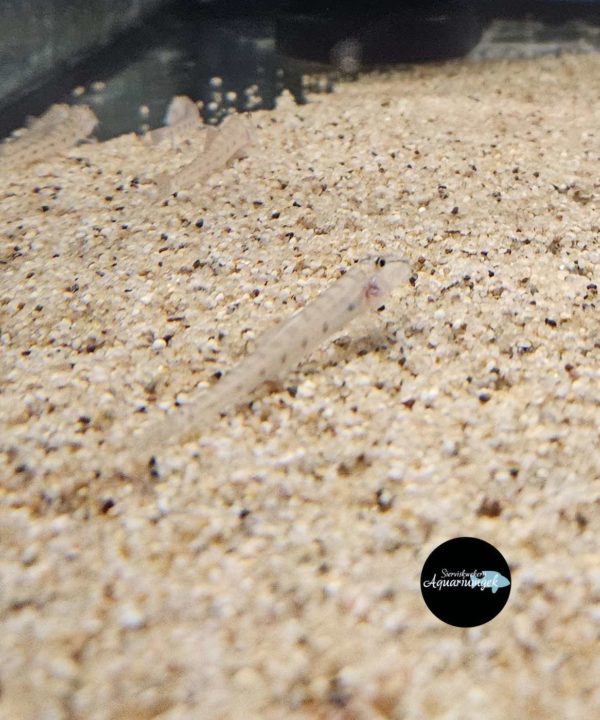 Acantopsis dialuzona – Paardenkopzandhapper