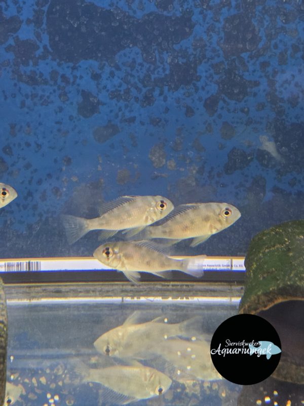 Acarichthys heckellii
