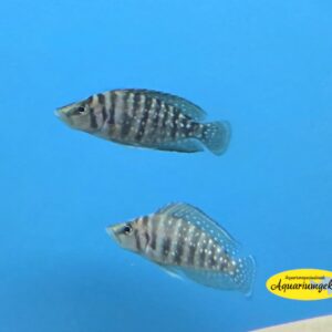Altolamprologus calvus