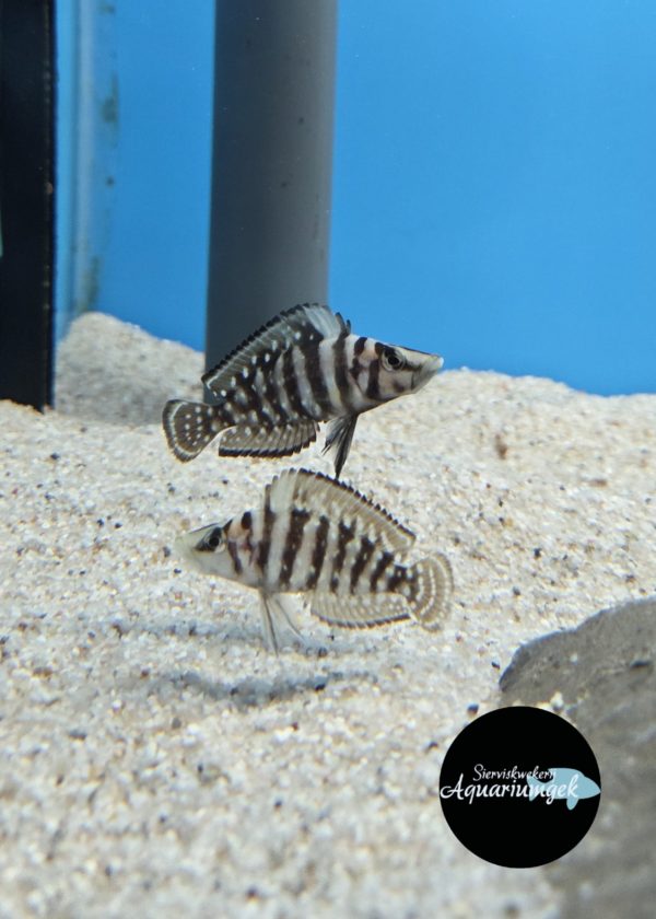 Altolamprologus calvus black pectoral