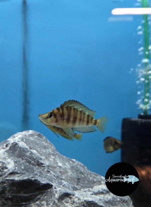 Altolamprologus compressiceps gold