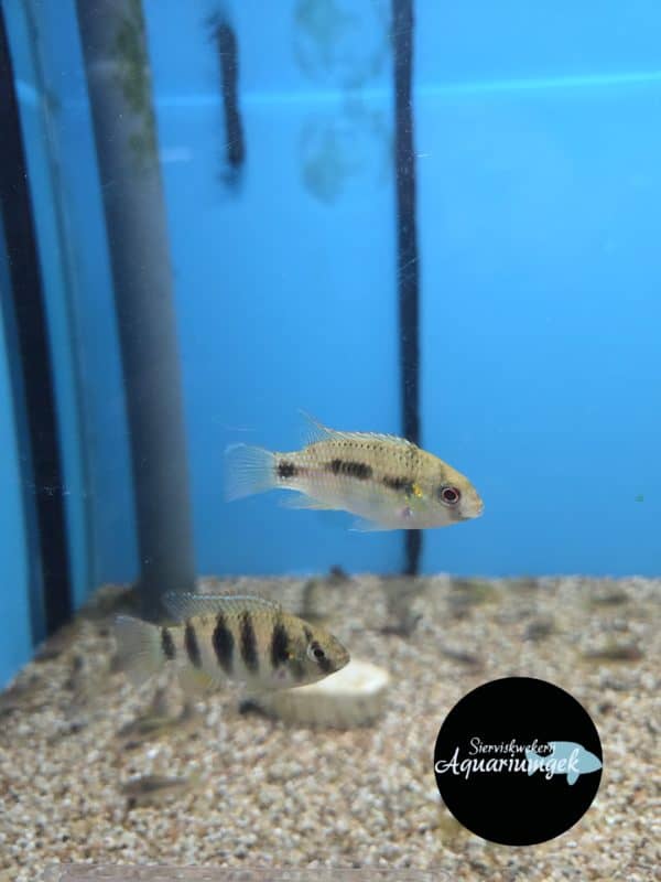 Anomalochromis thomasi
