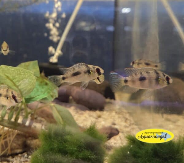 Anomalochromis thomasi