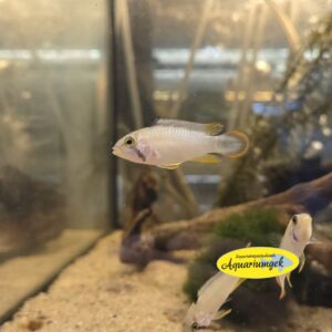 Apistogramma Panduro