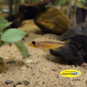 Apistogramma Viejita