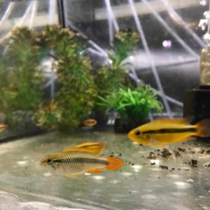 Apistogramma agassizii double red