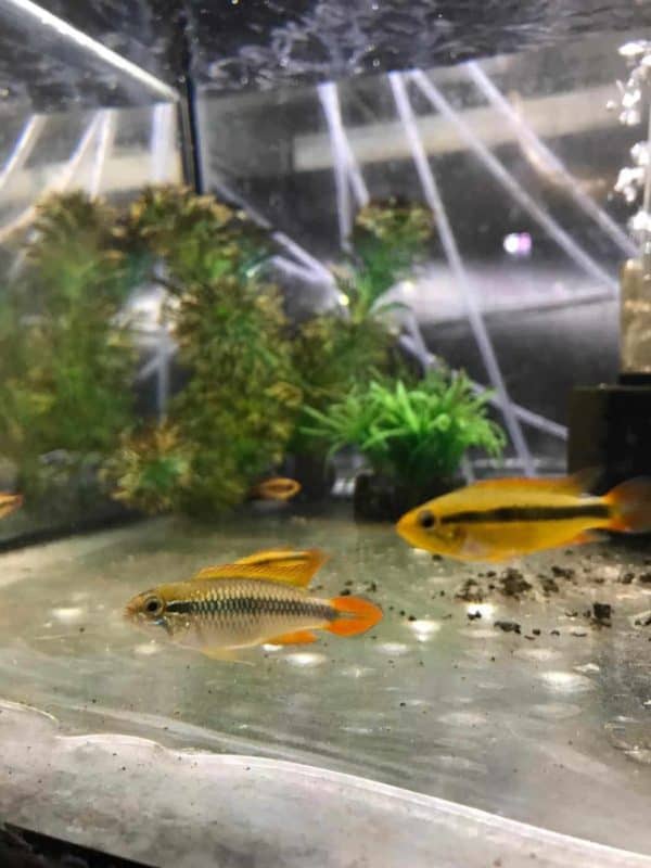 Apistogramma agassizii double red
