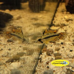 Apistogramma cacatuoides double red