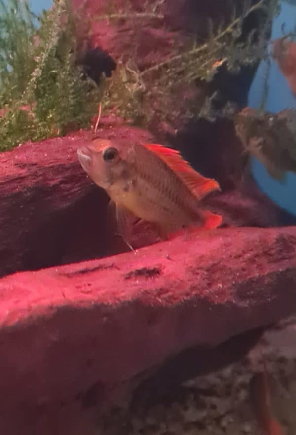 Apistogramma cacatuoides orange