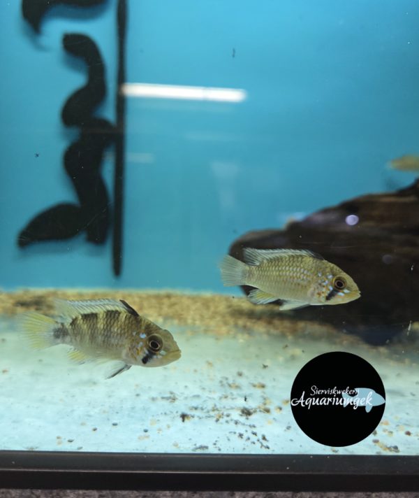 Apistogramma purple morado