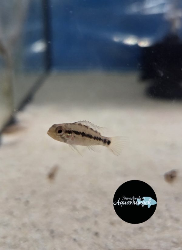 Apistogramma sp. D6 "Mitu"