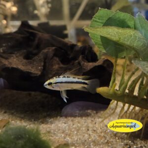 Apistogramma trifasciata