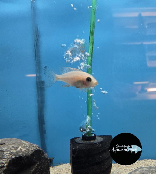 Aulonocara fire fish