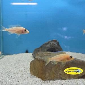 Aulonocara fire fish seifert line