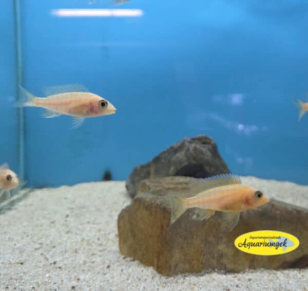Aulonocara fire fish seifert line