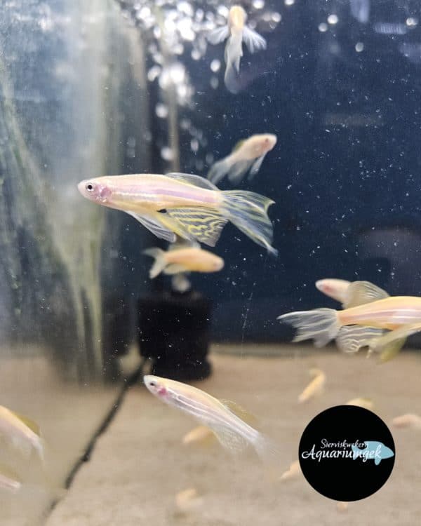 Brachydanio frankei gold longfin - Luipaard danio gold longfin