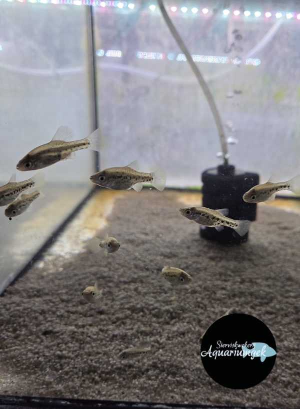 Chapalichthys pardalis