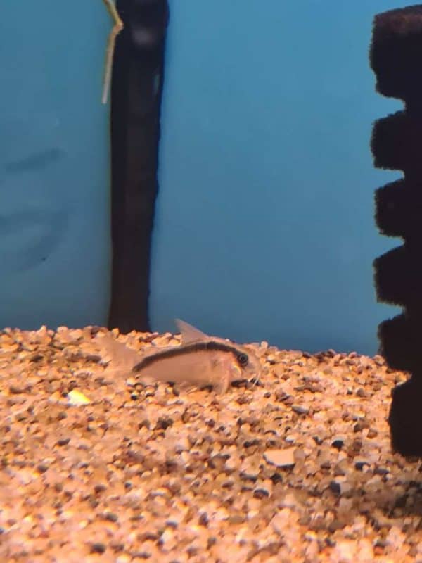 Brochis arcuatus - Corydoras arcuatus