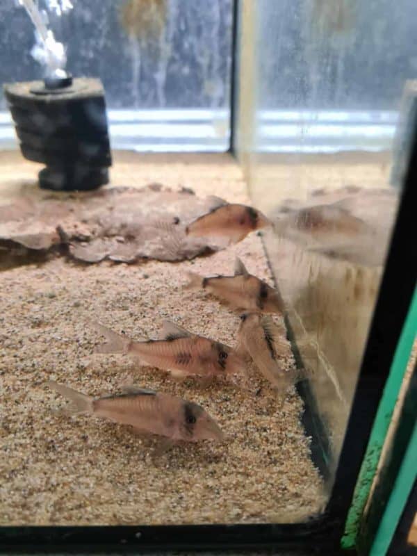 Corydoras septentrionalis