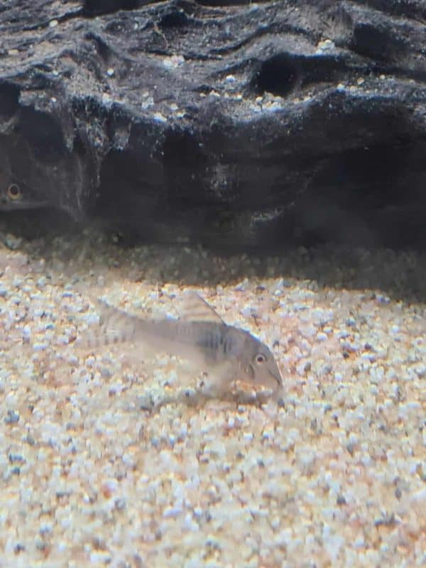 Corydoras septentrionalis - Afbeelding 2