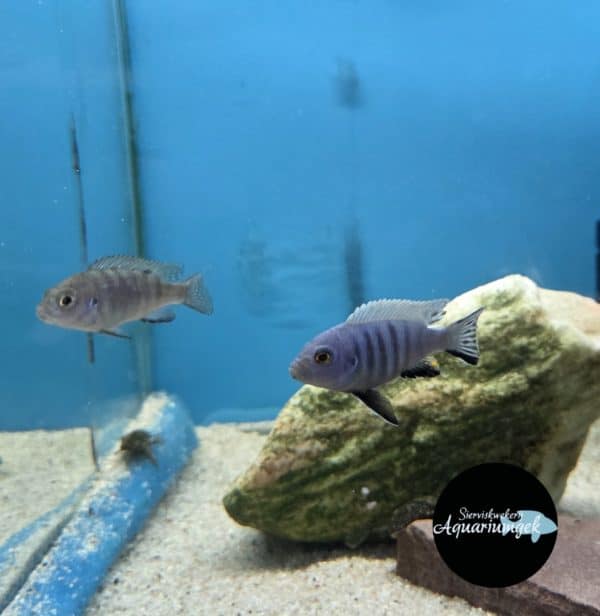 Cynotilapia afra