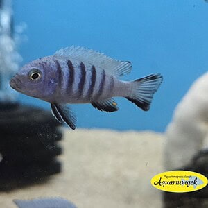 Cynotilapia afra