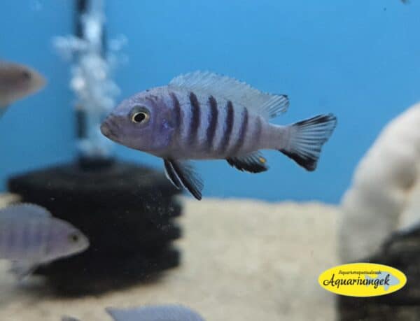Cynotilapia afra