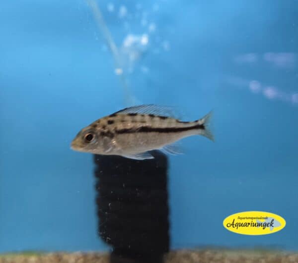 Cyrtocara boadzulu