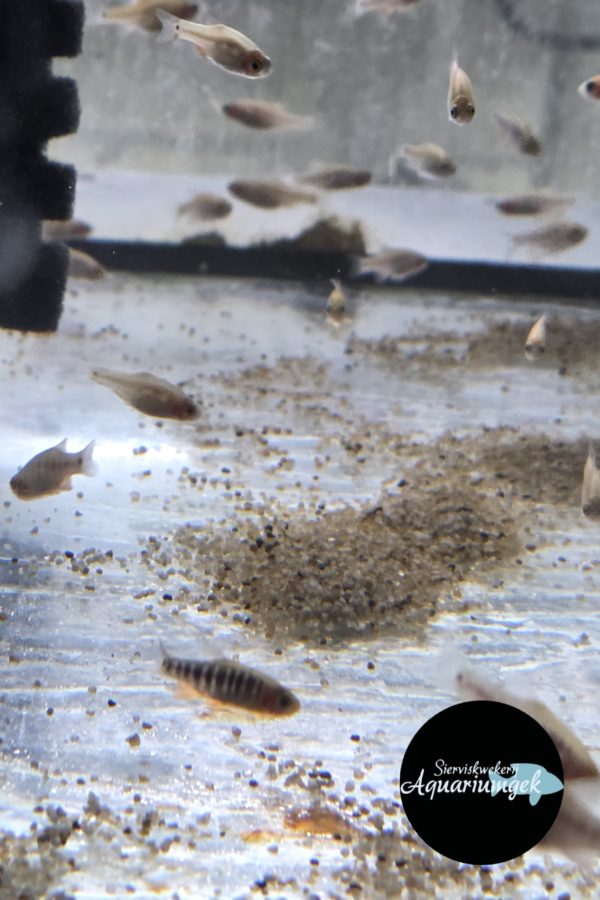 Danio erythromicron - Zebra Rasbora