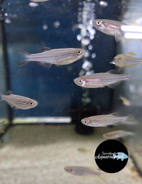 Danio kyathit