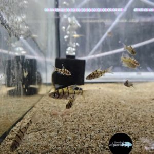 Eirmotus Octozona - Achtstreep barbeel