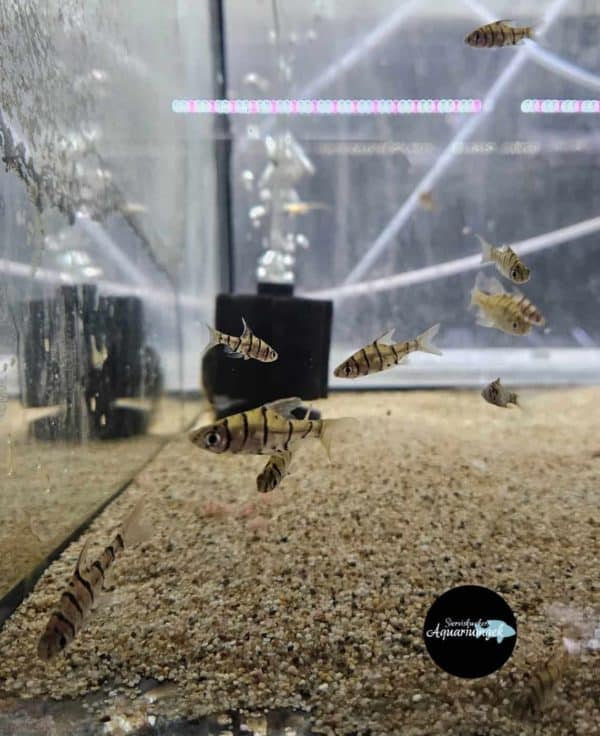 Eirmotus Octozona - Achtstreep barbeel