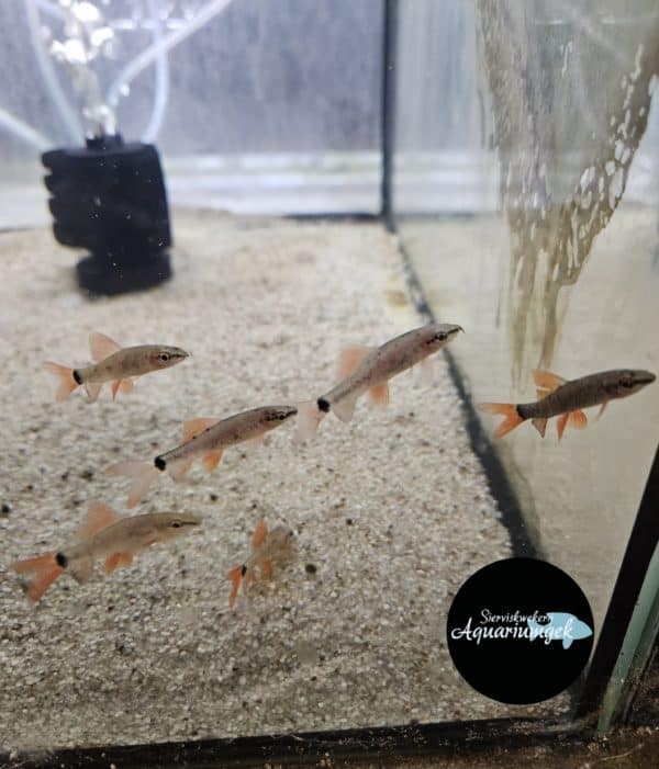 Epalzeorhynchos frenatus