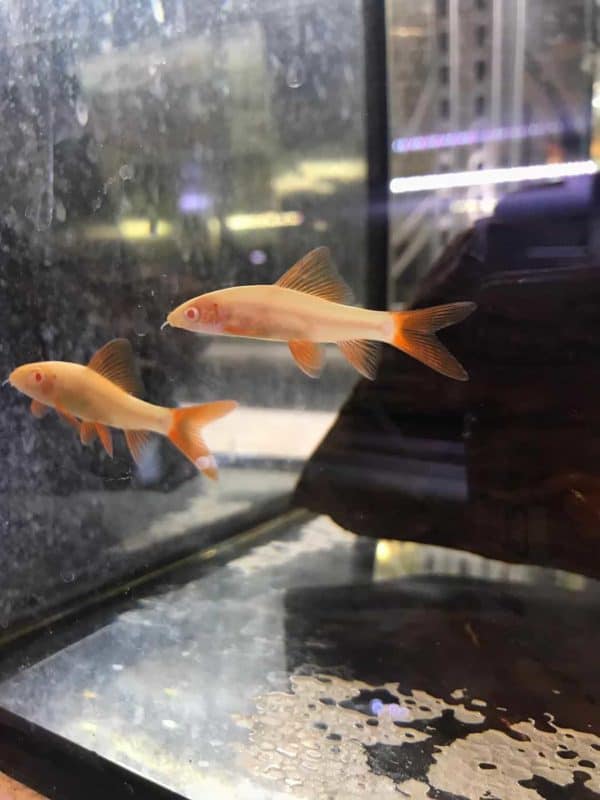 Epalzeorhynchos frenatus albino