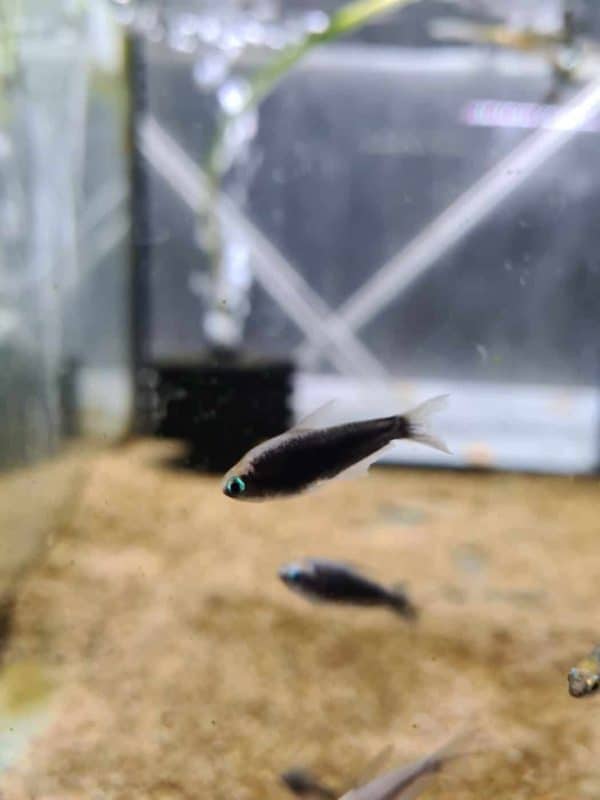 Inpaichthys kerri super blue - Extra blauwe koningszalm