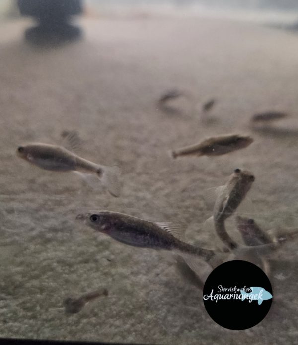 Garra rufa – Doktersvis