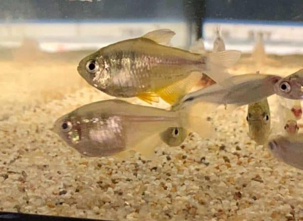 Hyphessobrycon Flammeus yellow - Gele Rio