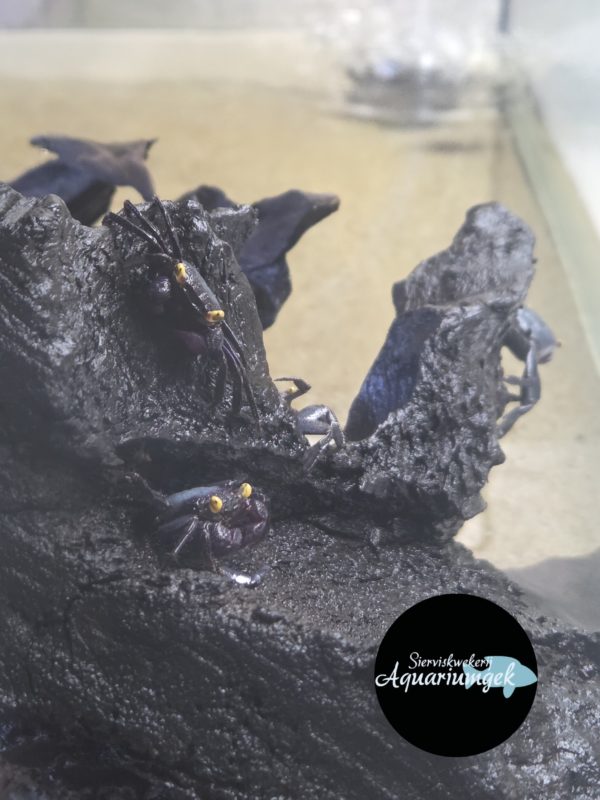 Geosesarma dennerle - Vampierkrab