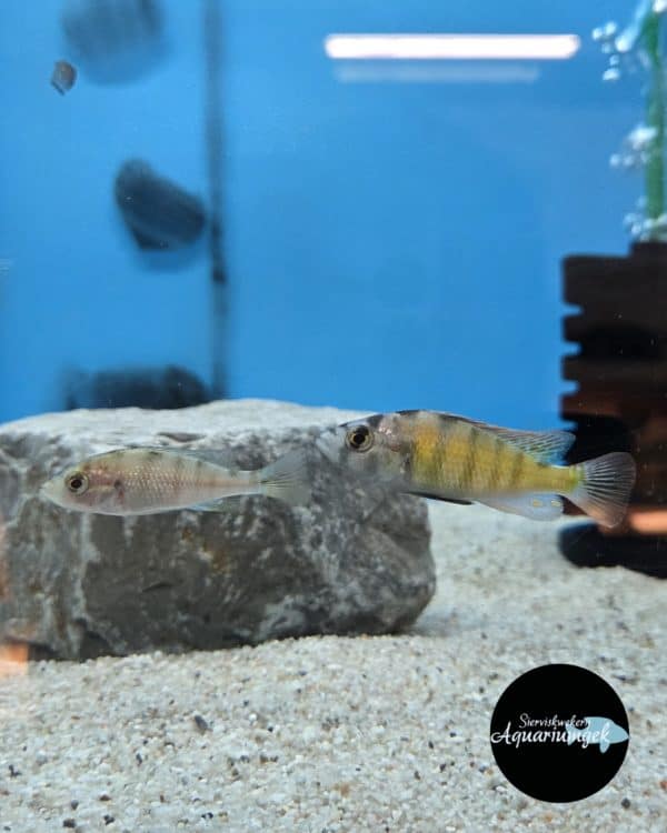 Haplochromis Migori CH44