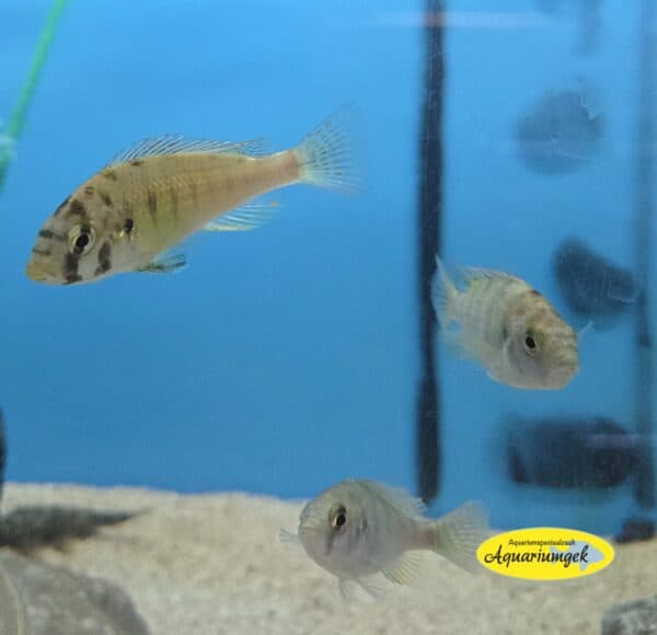 Haplochromis Migori CH44