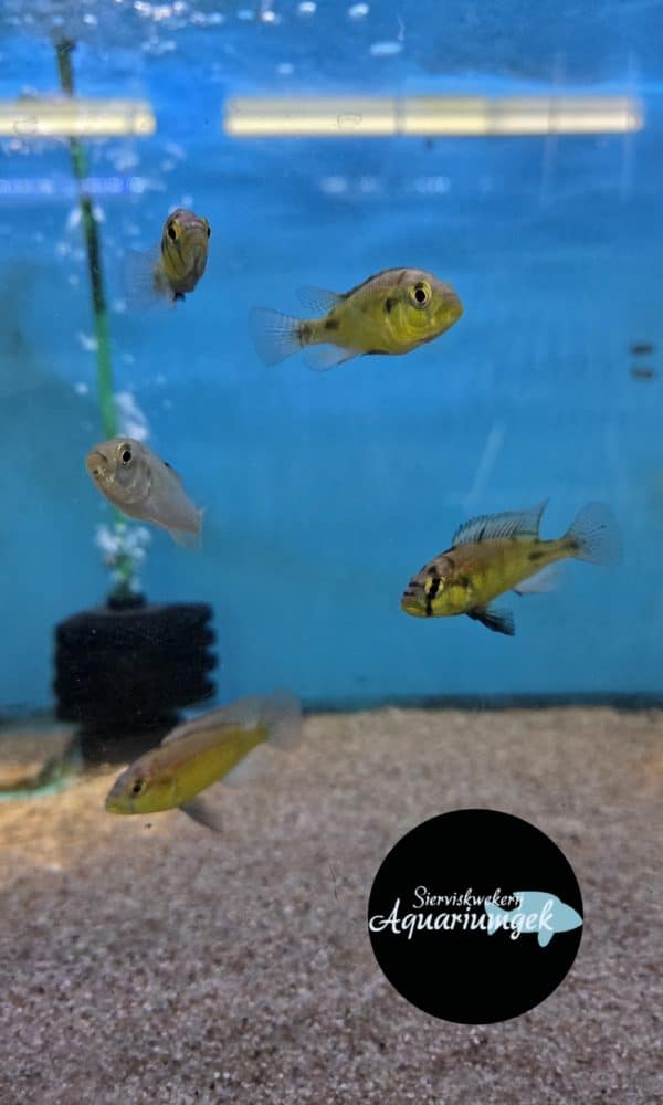 Haplochromis Migori CH44