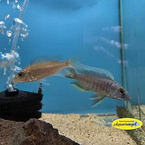 Haplochromis jacksoni ahli