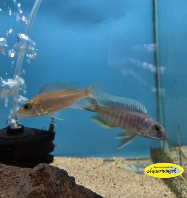 Haplochromis jacksoni ahli