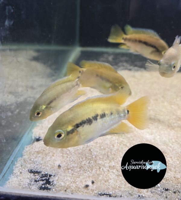Herotilapia multispinosa - regenboogchiclide