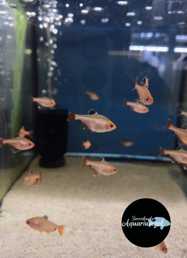Hyphessobrycon callistus – Rode Minor