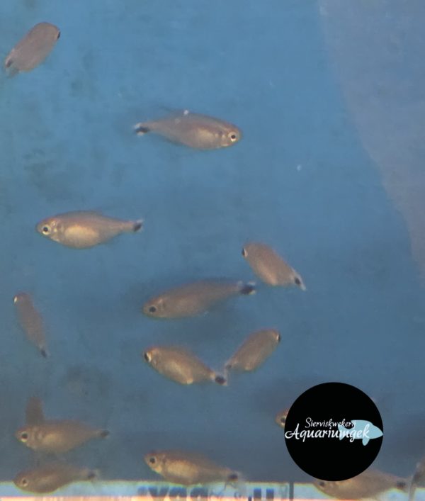 Hyphessobrycon elachys