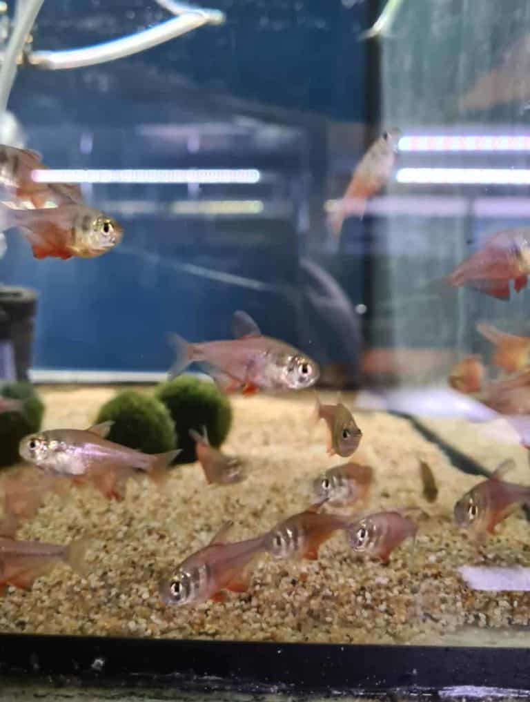 Hyphessobrycon flammeus diamant – Rode rio diamant – Aquariumgek