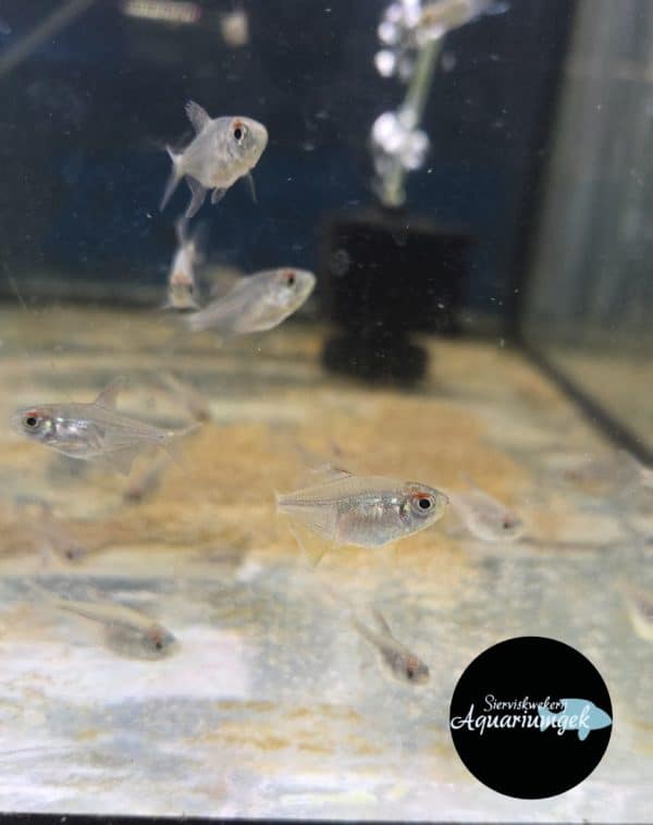 Hyphessobrycon loweae
