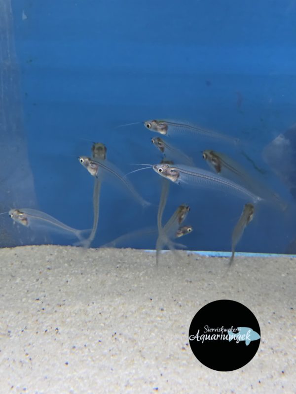 Kryptopterus bicirrhis - Indische glasmeerval